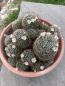 Preview: Mammillaria große Gruppe2